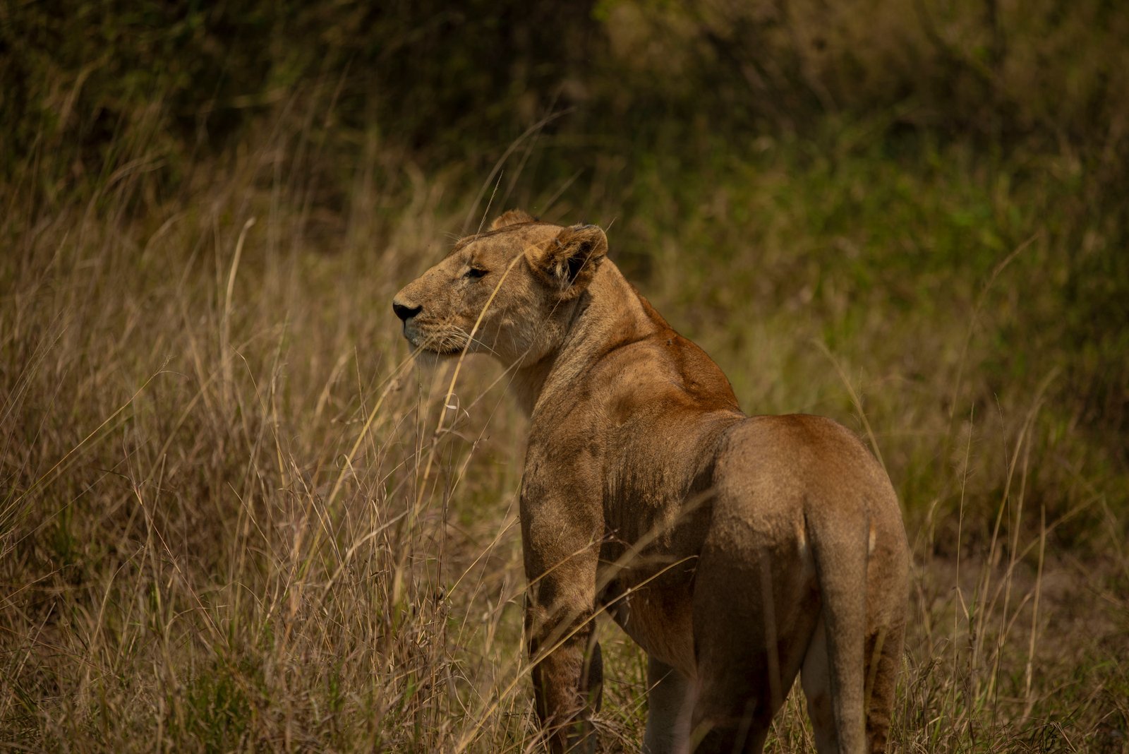 Serengeti National Park Safari Guide