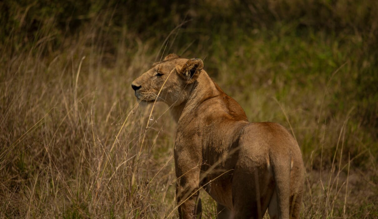 6 Days Serengeti Balloon Safari & Big Five Tour