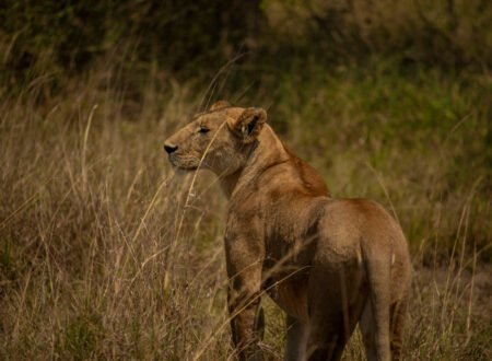 6 Days Serengeti Balloon Safari & Big Five Tour