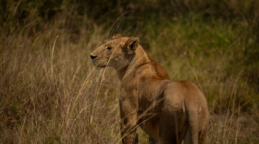 6 Days Serengeti Balloon Safari & Big Five Tour