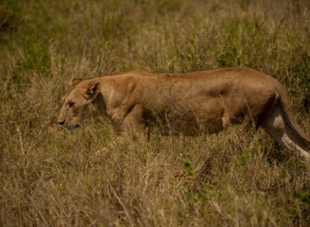 5 Days Lake Manyara, Ngorongoro & Tarangire Safari