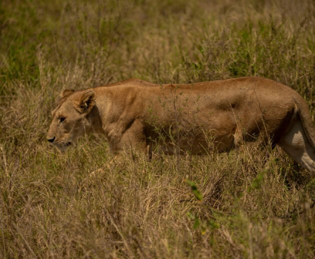 5 Days Lake Manyara, Ngorongoro & Tarangire Safari
