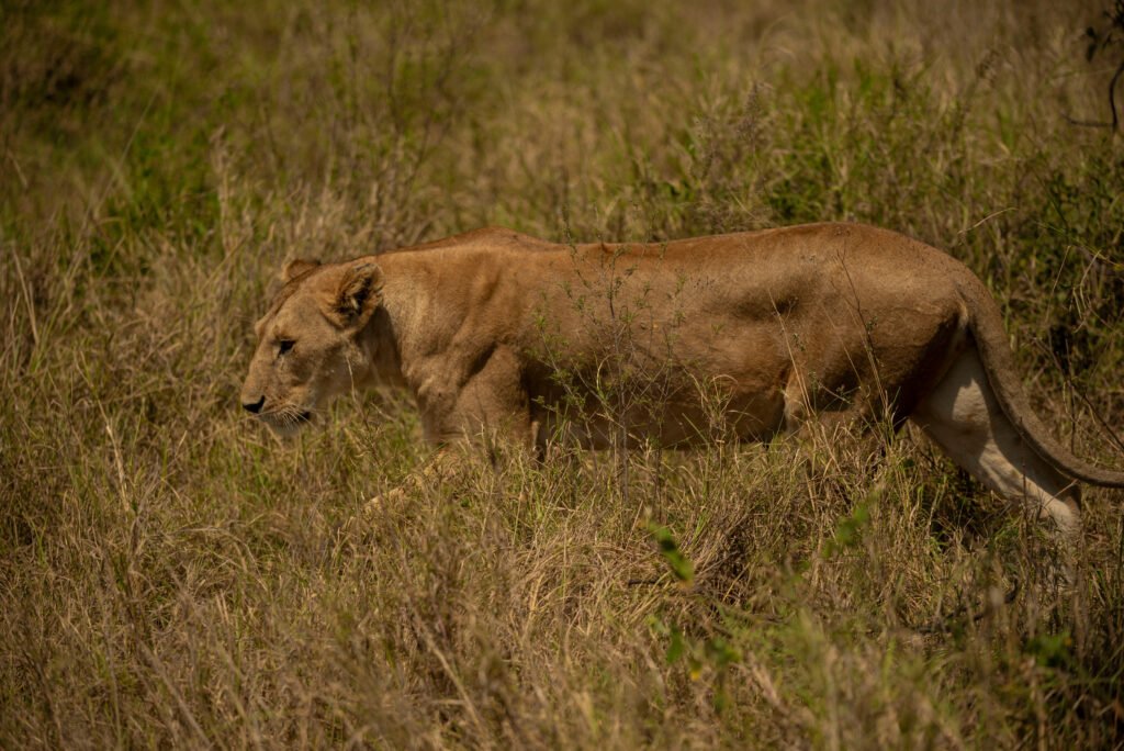 Wildlife of Tanzania: A Complete Overview – 9 Powerful Reasons This Country Leads African Conservation