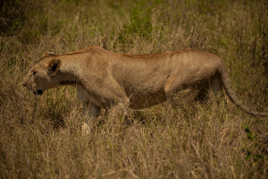 6 Days Tanzania Big Cats Photography Safari – 7 Powerful Reasons Serious Photographers Choose This Trip