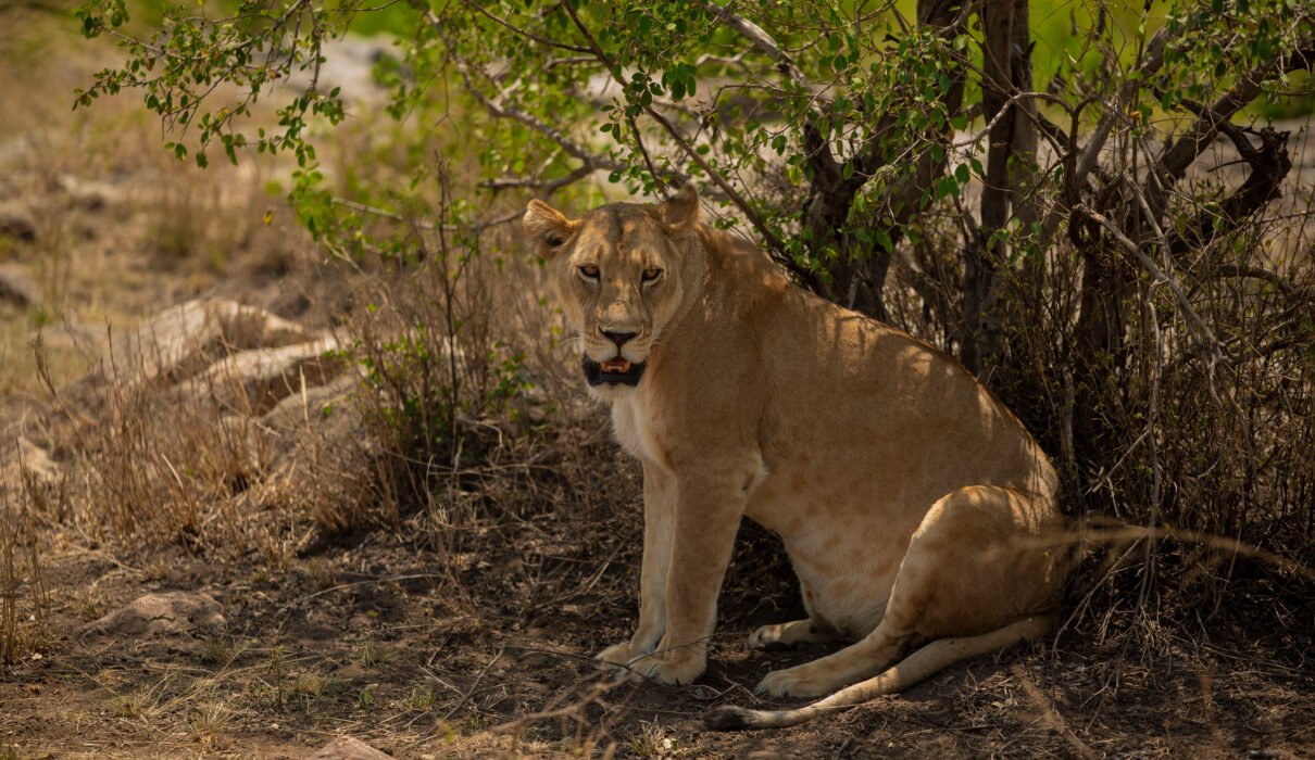 6 Days Tanzania Big Cats Photography Safari