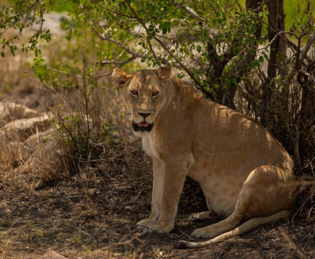 6 Days Tanzania Big Cats Photography Safari