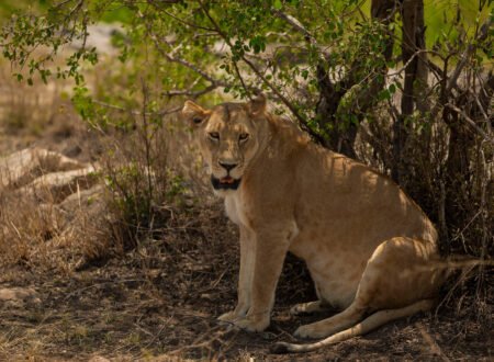 TANAPA Suspends Safari Guides in Serengeti – 7 Serious Facts Every Traveler Must Know