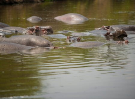 25 Weird and Fun Facts About Animals