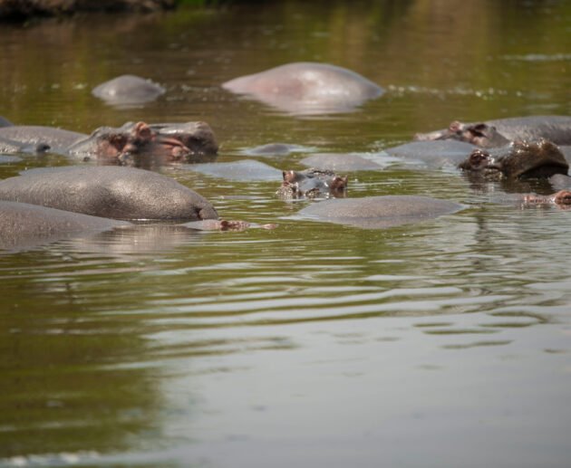 25 Weird and Fun Facts About Animals