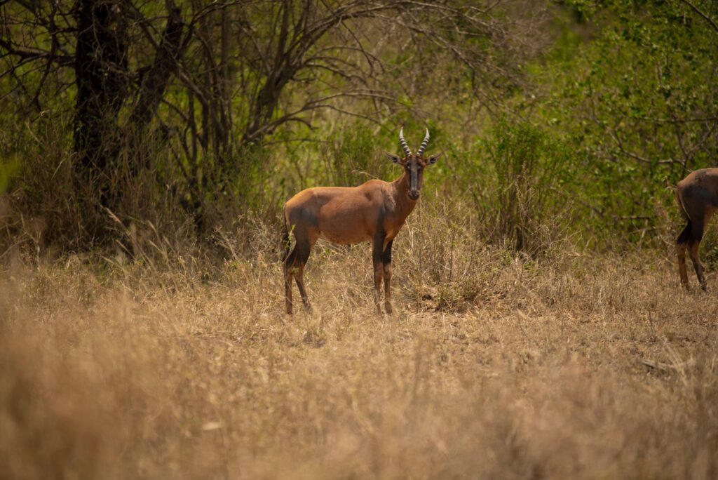 Secret Wildlife Spots in Northern Tanzania – Powerful 7 Hidden Places You Will Truly Love Secret Wildlife Spots in Northern Tanzania