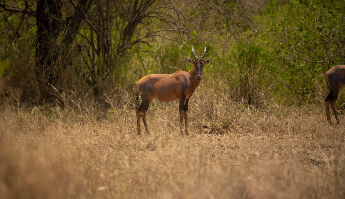 Secret Wildlife Spots in Northern Tanzania – Powerful 7 Hidden Places You Will Truly Love Secret Wildlife Spots in Northern Tanzania
