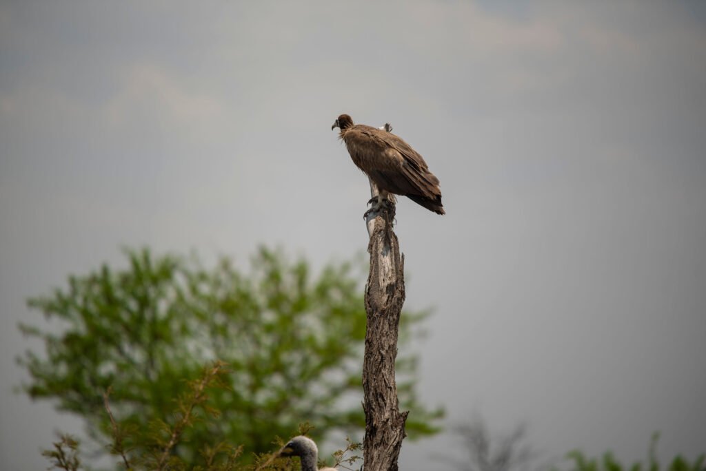 Birdwatching Tips for Tanzania’s Rare Species – Powerful 9 Secrets for Unforgettable Sightings Birdwatching Tips for Tanzania’s Rare Species – Powerful 9 Secrets for Unforgettable Sightings