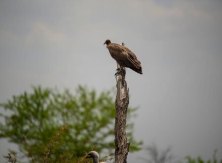 Birdwatching Tips for Tanzania’s Rare Species