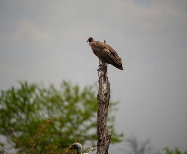 Birdwatching Tips for Tanzania’s Rare Species