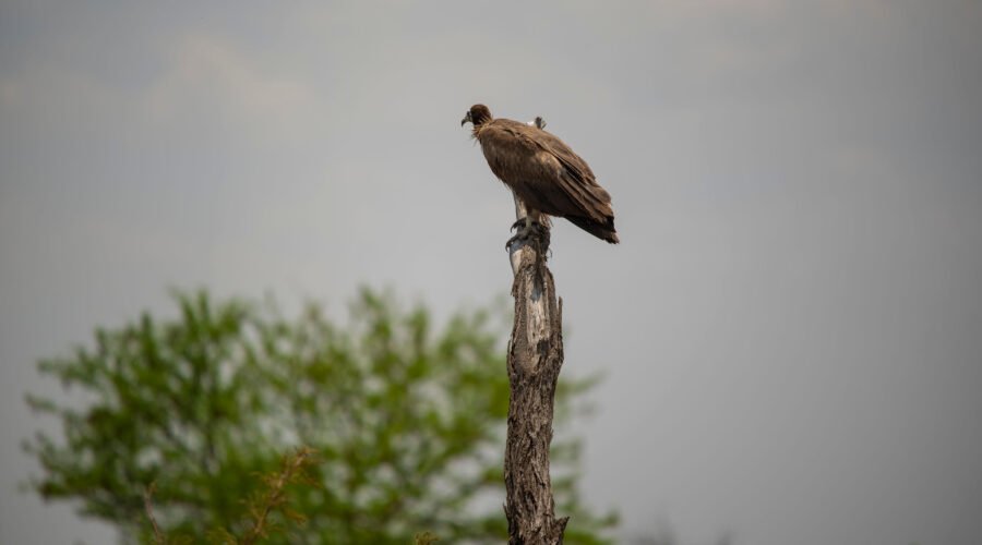Birdwatching Tips for Tanzania’s Rare Species