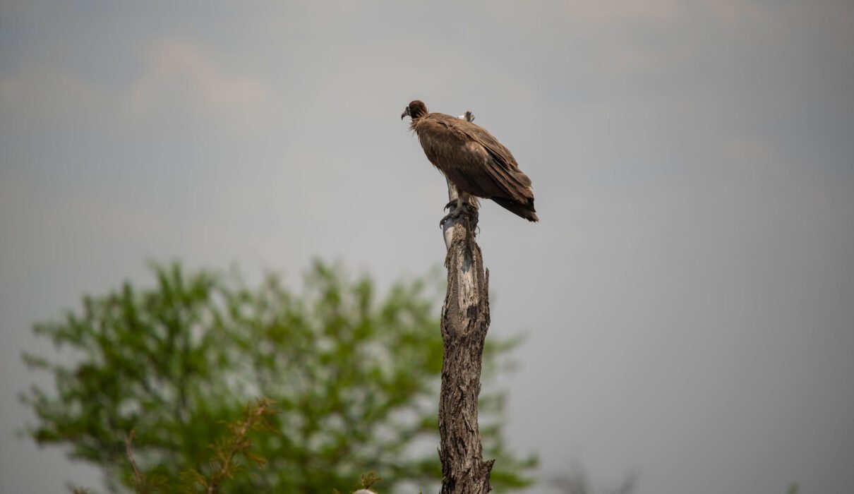 Southern Tanzania Birdwatching Hotspots