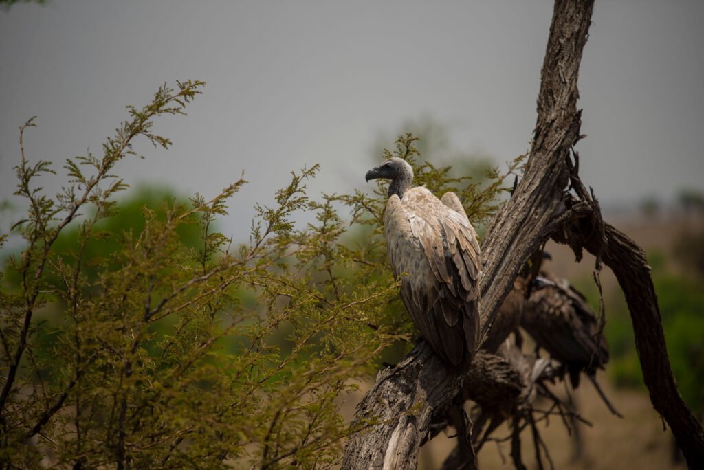 Northern Tanzania Birdwatching Hotspots: An Overview – 9 Powerful Places Every Birder Should Know