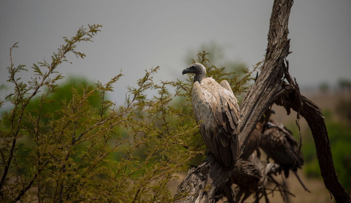 Birdwatching in Serengeti, Ngorongoro, Lake Natron,