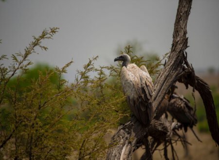 Birdwatching in Serengeti, Ngorongoro, Lake Natron,