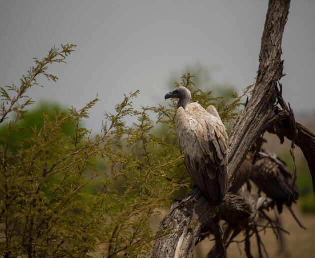 Birdwatching in Serengeti, Ngorongoro, Lake Natron,