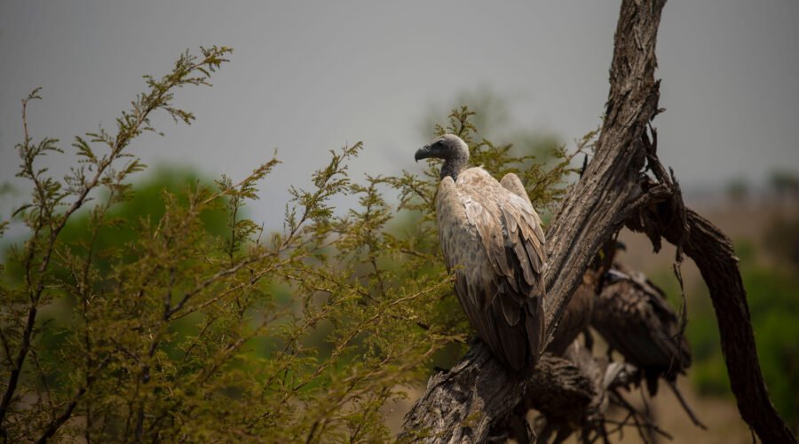 Why Is Africa Called Africa