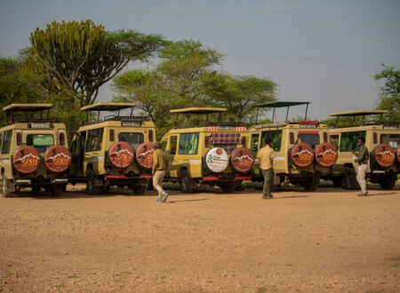 坦桑尼亚野生动物之旅 – 7个热门组合：一次震撼心灵的非洲自然盛宴