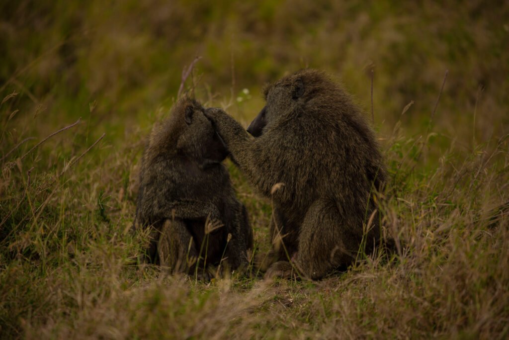 Jane Goodall: Biography of a Legendary Scientist – Inspiring 7 Powerful Reasons the World Still Listens Jane Goodall