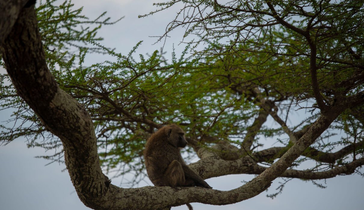 Most Complete Guide about Rwanda Safari