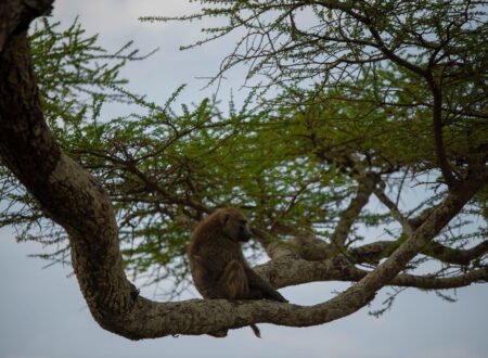 Most Complete Guide about Rwanda Safari