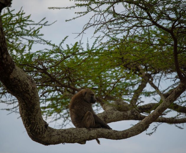 Most Complete Guide about Rwanda Safari