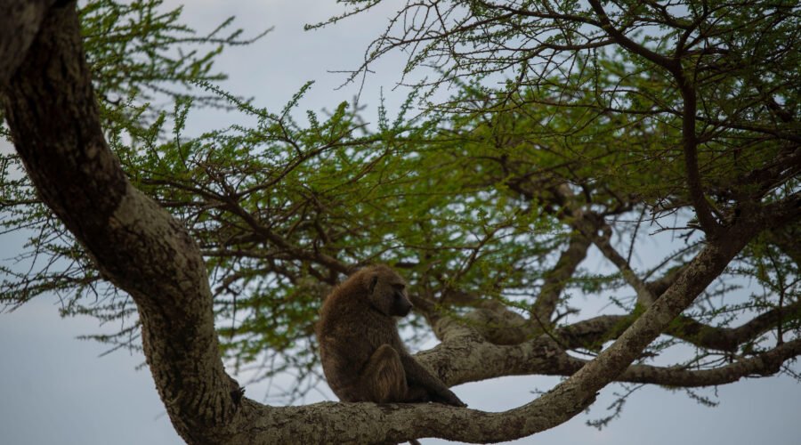 Most Complete Guide about Rwanda Safari