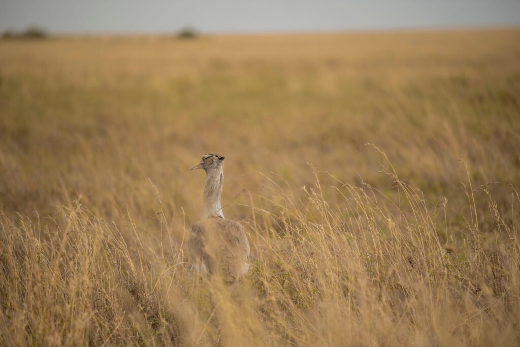 Birdwatching in Mkomazi National Park, Pare, and Usambara Mountains – 9 Powerful Reasons This Hidden Birding Route Is Unmissable