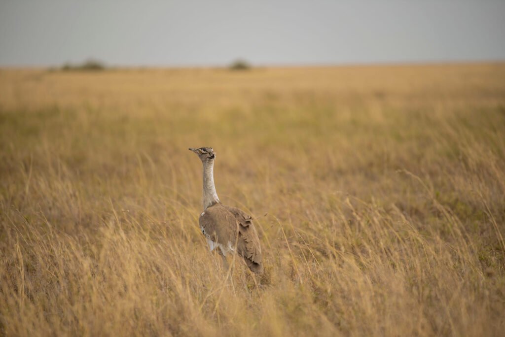 Birdwatching Tips for Tanzania’s Rare Species – Powerful 9 Secrets for Unforgettable Sightings Birdwatching Tips for Tanzania’s Rare Species – Powerful 9 Secrets for Unforgettable Sightings