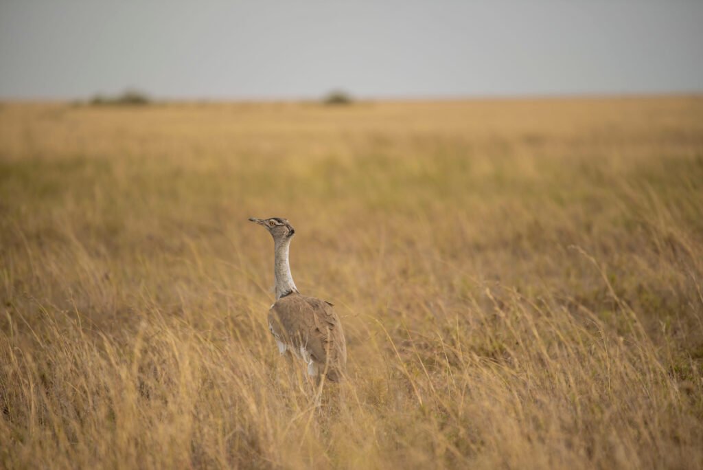 Northern Tanzania Birdwatching Hotspots: An Overview – 9 Powerful Places Every Birder Should Know