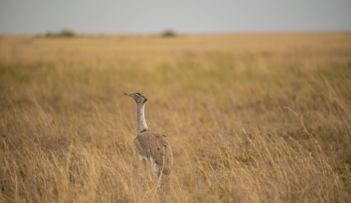 Northern Tanzania Birdwatching Hotspots