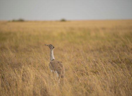 Northern Tanzania Birdwatching Hotspots