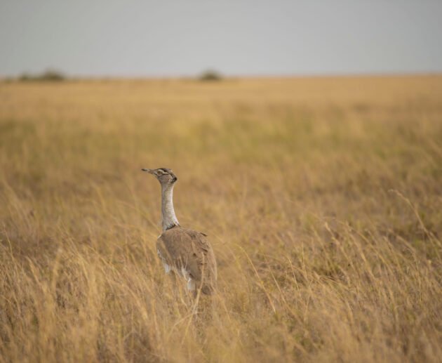 Northern Tanzania Birdwatching Hotspots
