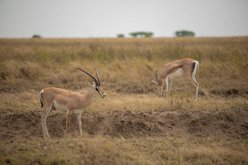 Antelopes and Gazelles of Africa Explained