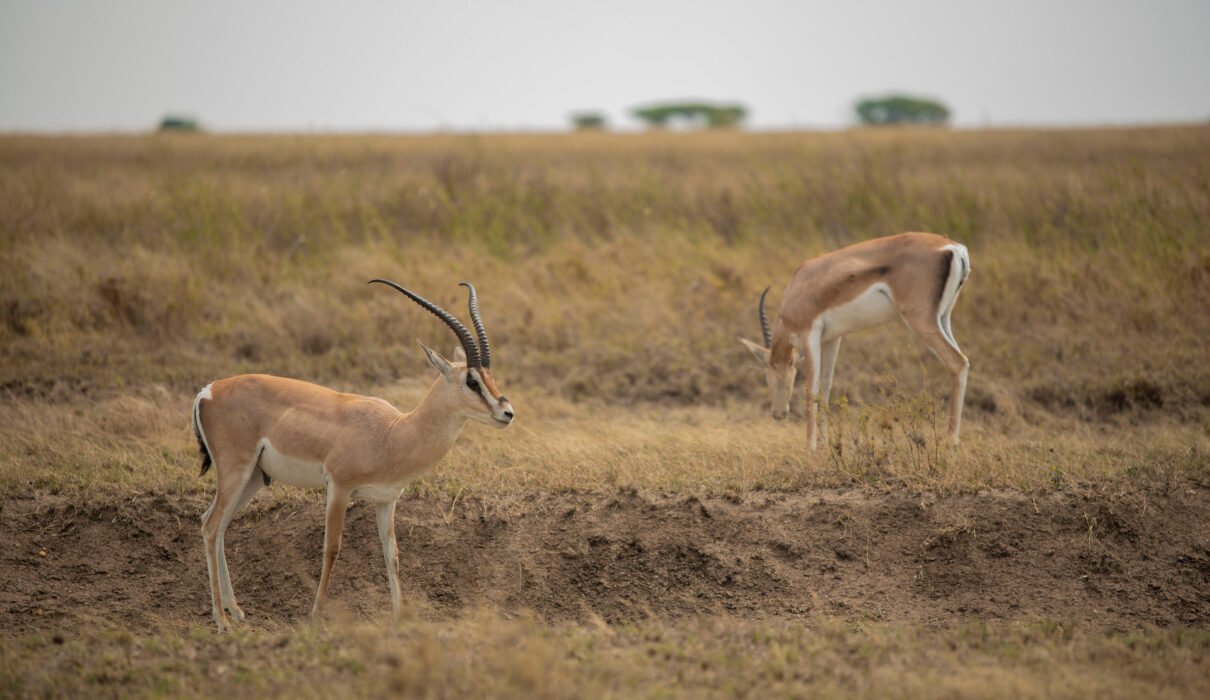 Antelopes and Gazelles of Africa Explained