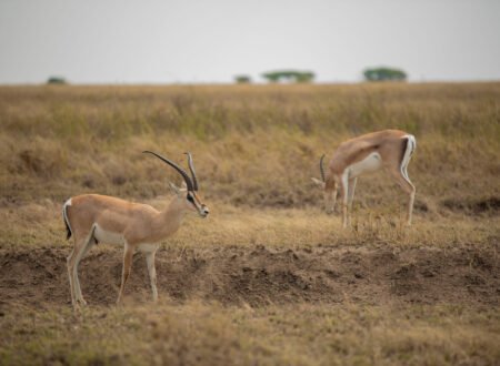 Antelopes and Gazelles of Africa Explained