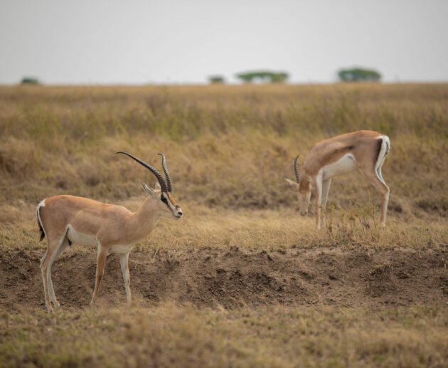 Antelopes and Gazelles of Africa Explained