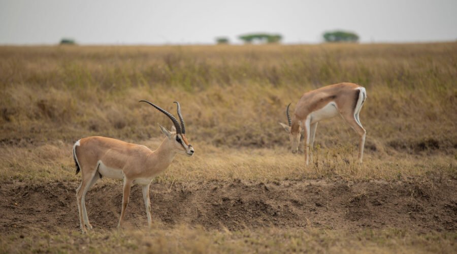 Antelopes and Gazelles of Africa Explained