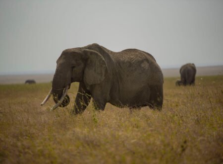 9 Days Tanzania Northern & Southern Circuit Safari – 9 Powerful Reasons This Rare Combo Safari Is Worth It