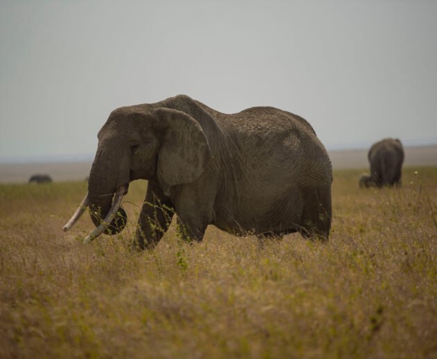 9 Days Tanzania Northern & Southern Circuit Safari – 9 Powerful Reasons This Rare Combo Safari Is Worth It