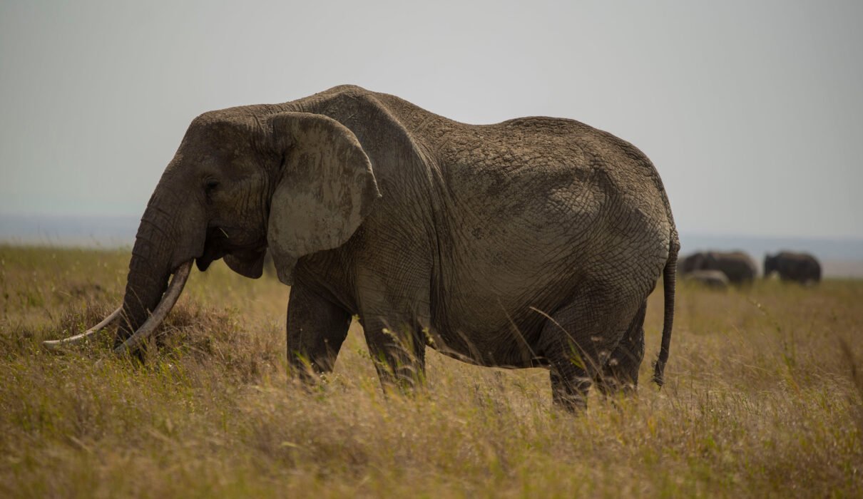 The Big Five Animals of Tanzania