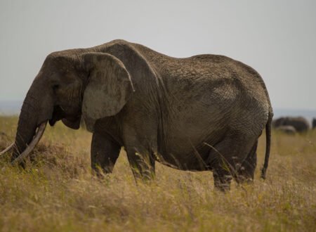 The Big Five Animals of Tanzania