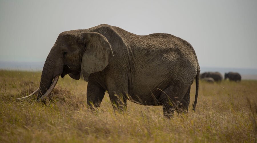 The Big Five Animals of Tanzania