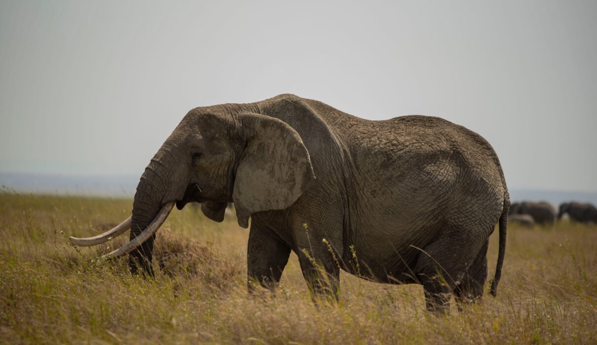 12 Days Tanzania Wildlife & Cultural Heritage Journey