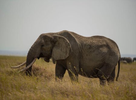 12 Days Tanzania Wildlife & Cultural Heritage Journey