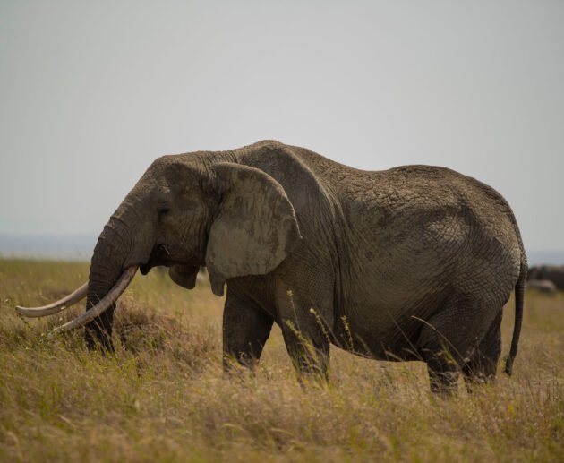 12 Days Tanzania Wildlife & Cultural Heritage Journey